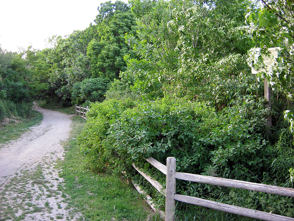 Royal Drive at the Riverdale Park East Wetlands